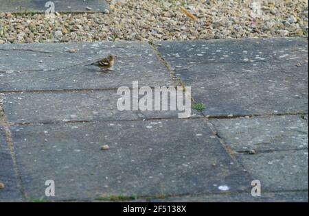 une femelle de chaffinch se nourrissant sous une table d'oiseau en bois Banque D'Images