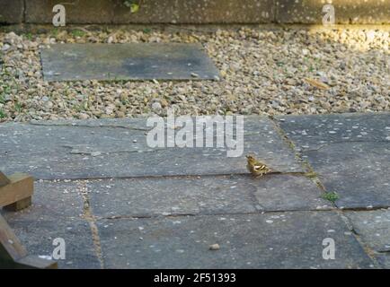 une femelle de chaffinch se nourrissant sous une table d'oiseau en bois Banque D'Images