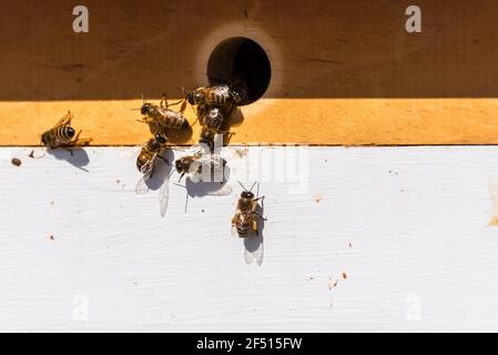 Gros plan des abeilles sur un homme fait des ruches. Banque D'Images