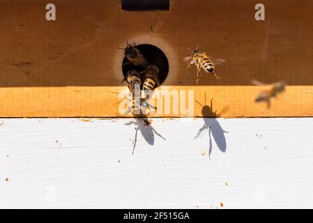 Gros plan des abeilles sur un homme fait des ruches. Banque D'Images