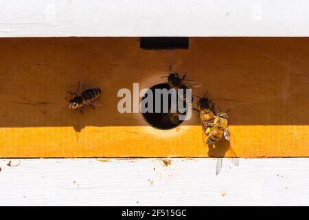 Gros plan des abeilles sur un homme fait des ruches. Banque D'Images