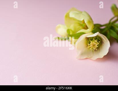 Les délicates fleurs hellébore vert pâle se trouvent sur un fond rose. Place pour votre texte. Banque D'Images