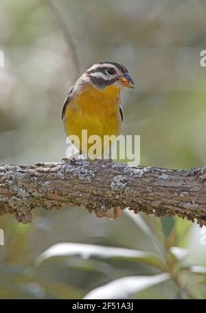 Lapin doré (Emberiza flaviventris flaviventris) mâle adulte perché sur une branche avec des graines dans le parc national du lac Bill Nakuru, Kenya Octobre Banque D'Images