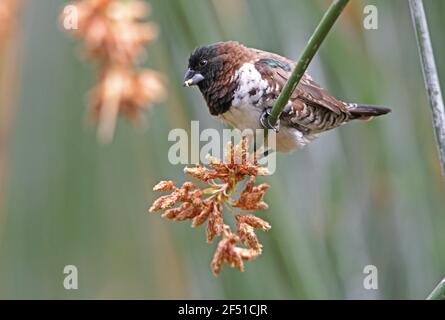 Bronze Mannikine (Spermétes cucullata) mâle se nourrissant sur tête de semence Ethiopie Avril Banque D'Images