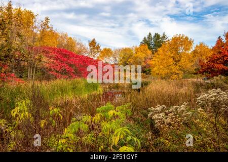 Étang entouré d'un magnifique feuillage d'automne et d'arbres de brousse rouge foncé. C'était une journée ensoleillée avec un ciel bleu et des nuages blancs. Banque D'Images