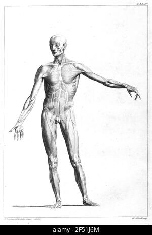 Muscles de l'homme (frontal). Gravure en cuivre par James Caldwell Banque D'Images