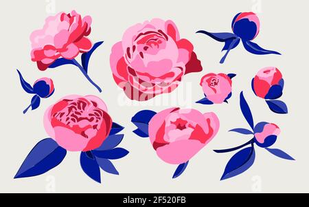 Ensemble de différentes pivoines décoratives ou roses isolées sur un fond blanc. Concept floral et botanique. Vecteur isolé sur fond blanc. Rose, rouge Illustration de Vecteur