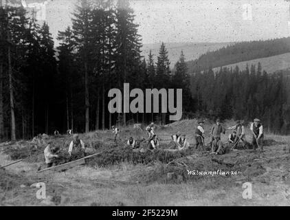 Travaux de plantation dans la forêt Banque D'Images