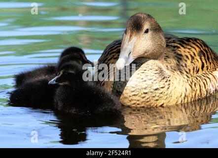 Femelle d'Eider à duvet avec poulets - Somateria mollissima Banque D'Images