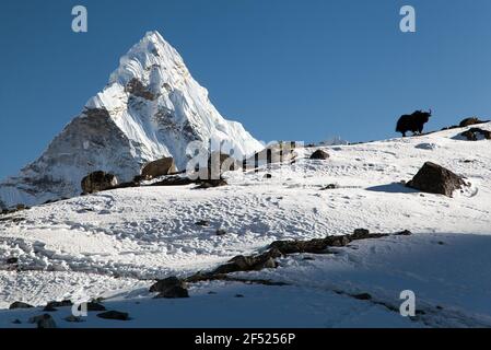 Silhouette de yak sur la crête et Ama Dablam - Chemin vers le camp de base Everest - Népal Banque D'Images