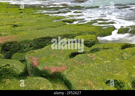 Laomei Green Reef, roches volcaniques avec algues saisonnières dans le district de Shimen, New Taipei City, Taïwan Banque D'Images