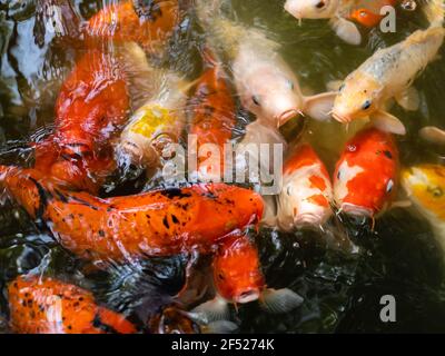 Poissons koï ou carpes nageant dans l'étang Banque D'Images