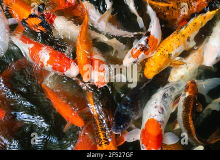 Poissons koï ou carpes nageant dans l'étang Banque D'Images