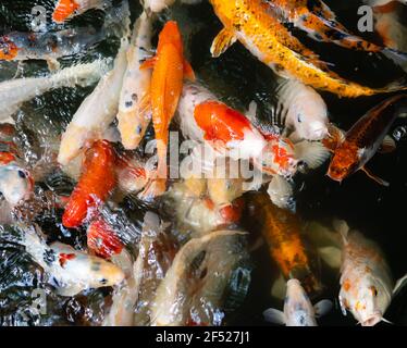 Poissons koï ou carpes nageant dans l'étang Banque D'Images