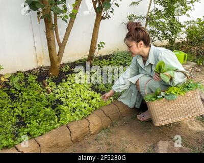 femme tient un panier et cueillir des légumes verts frais petite ferme à la maison Banque D'Images