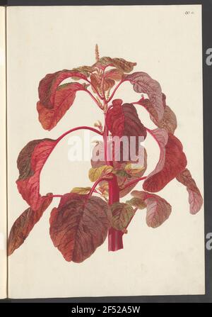 Amaranthus lividus, Blatt 90a Banque D'Images
