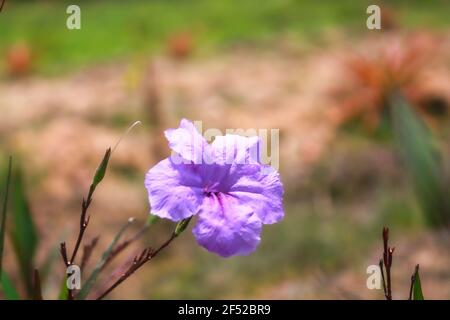 gros plan sur deux fleurs yeloow Banque D'Images