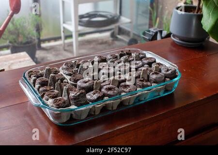 Les pastilles de tourbe utilisées pour les semenciers, favorisées par les jardiniers, impliquent la récolte de mousse de tourbe, qui n'est pas durable. La récolte de la tourbe a entraîné des irréparables Banque D'Images