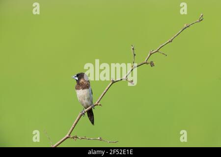 La munia à rumpage blanche ou le mannequin à rumpage blanche (Lonchura striata), parfois appelé finch strié en aviculture, est un petit oiseau de passereau. Banque D'Images