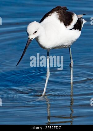 American Avocet, Recurvirostra americana, se nourrissant le long de la rivière San Diego, Ocean Beach, San Diego, Californie, États-Unis Banque D'Images