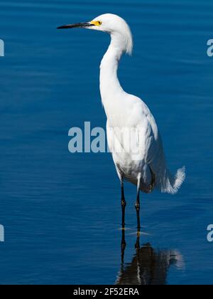 Egretta thula, l'aigrette enneigée, montrant un incroyable plumage sur la rivière San Diego, Californie, États-Unis Banque D'Images