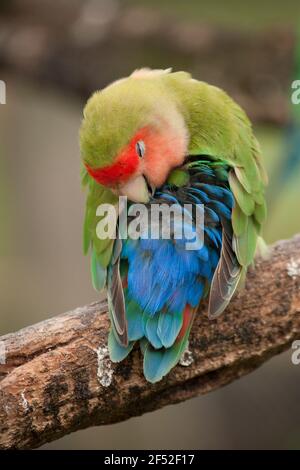 Love Bird (Agapornis) toilettage c'est des plumes Banque D'Images