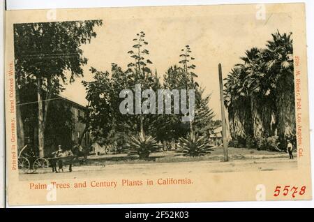 Palmiers et Palmsin Cali siècle. Kalifornien. Palmiers et Palmsin Cali siècle. Banque D'Images