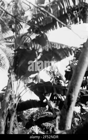 Photos de voyage Caraïbes. Trinidad. Noix de coco Banque D'Images