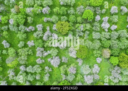 verger de pommes avec arbres en fleurs. fond naturel de printemps. Banque D'Images