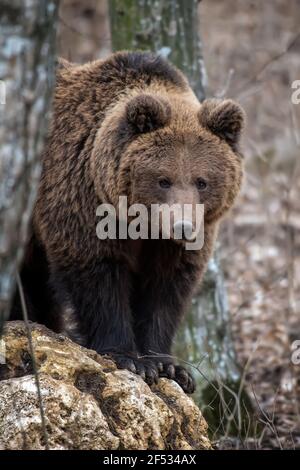 Ours brun dans la forêt de près. Scène sauvage de la nature printanière. Animal sauvage dans l'habitat naturel Banque D'Images