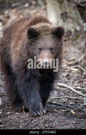 Ours brun dans la forêt de près. Scène sauvage de la nature printanière. Animal sauvage dans l'habitat naturel Banque D'Images