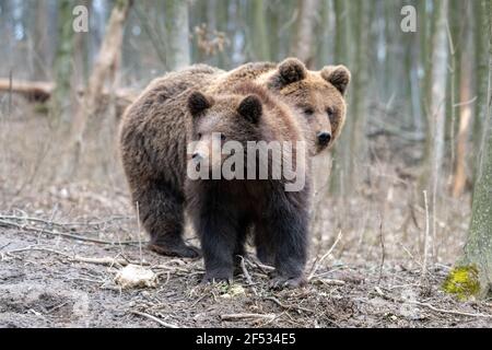 Ours brun dans la forêt de près. Scène sauvage de la nature printanière. Animal sauvage dans l'habitat naturel Banque D'Images
