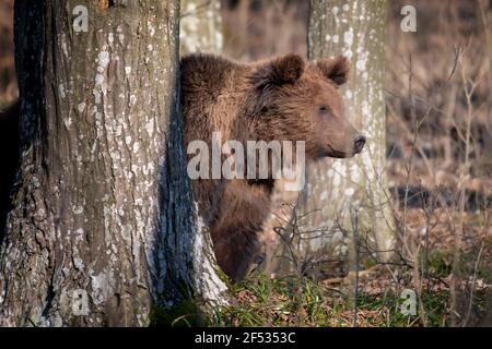 Ours brun dans la forêt de près. Scène sauvage de la nature printanière. Animal sauvage dans l'habitat naturel Banque D'Images