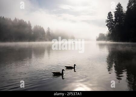 Silhouettes de deux bernaches sauvages du Canada dans la rivière lors d'un matin de printemps brumeux avec un seul homme en kayak au loin. Ambiance tranquille dans un parc naturel. Banque D'Images