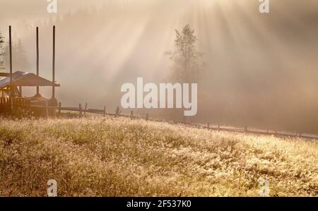 Matin brumeux dans un village de montagne, rayons de soleil à travers des sapins, silhouettes d'un arbre et une hutte dans le brouillard, herbe rosée au premier plan. Banque D'Images