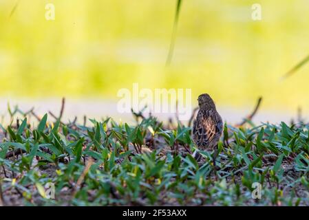 Whinchat ou Saxicola rubetra sur un sol en herbe verte. Banque D'Images