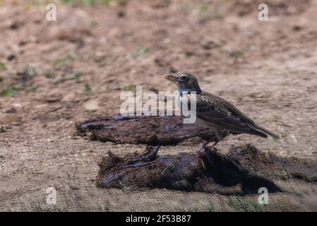 Calandra Lark ou Melanocorypha calandra, oiseau adulte dans la nature sauvage. Banque D'Images