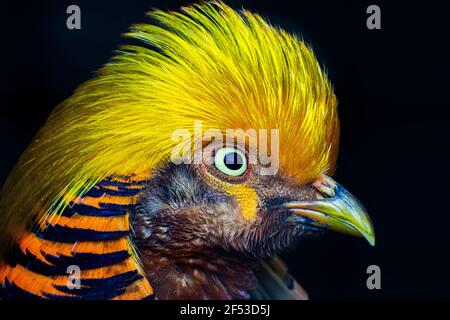 Chrysolophus pictus - tête faisante dorée gros plan Banque D'Images