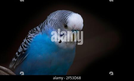 Le bourgegerigar Melopsittacus undulatus bleu couleur fond sombre Banque D'Images