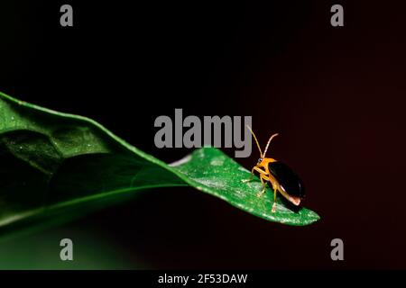 Macro photographie de l'insecte Aulcophora Beetle sur une feuille verte sur fond noir Banque D'Images