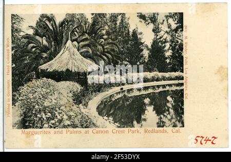 Marguerites and Palms aux Redlands de Canon Crest Park. Marguerites and Palms au Canyon Crest Park, Redlands, env. Banque D'Images