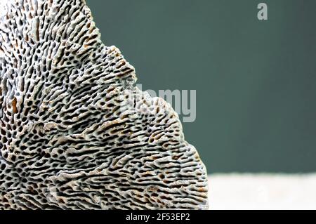 Dead Ocean Sponge macro photographie lignes du squelette .sur le sable. Banque D'Images