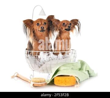 Russkiy Toys in front of white background Banque D'Images
