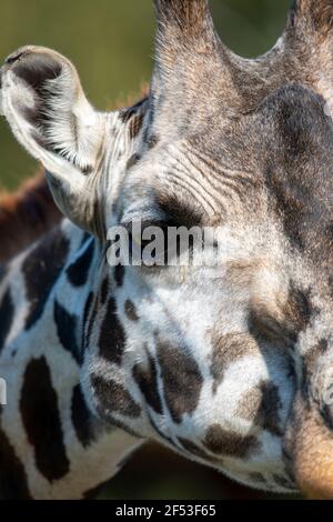 Portrait de la demi-tête de l'œil de girafe dans la journée contre le ciel bleu. Banque D'Images