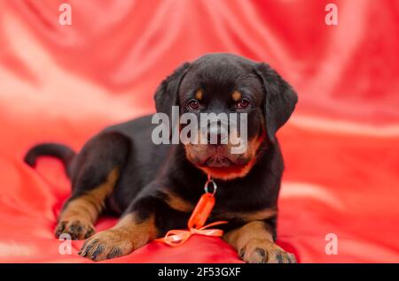 Rottweiler Puppy sur fond rouge. Animal de compagnie de deux mois avec ruban orange et badge en plastique. Animal drôle de la race allemande. Gros plan. Sélection Banque D'Images