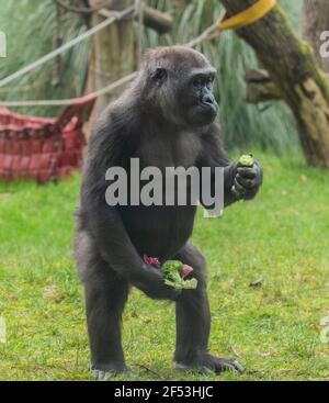 ZSL London et Whipsnade zoos ont été fermés pour une période sans précédent de 18 semaines en 2020 en raison de l'enfermement du coronavirus et ont de nouveau fermé leurs portes le lundi 4 janvier dans le cadre de l'enfermement national de 2021. Dépendant des revenus tirés de la vente de billets pour s'occuper des animaux et financer leurs efforts de conservation mondiale, les fermetures forcées ont mis les zoos de charité sous une pression financière énorme. Les vétérinaires et les zoogardiens continuent de fournir le plus haut niveau de soin pour leurs animaux, travaillant dans les deux lockdogs. ZSL, l'organisme international de conservation derrière les zoos, appelle le public à aider ... Banque D'Images