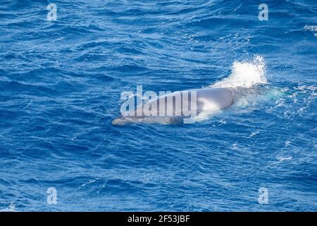 4 nuits - expédition de plongée de baleine Minke - tôt le matin sur l'ancre près du phare Bommie, Grande barrière de corail Banque D'Images