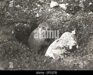 La marmotte alpine (Marmota Marmota L.) vient de la construction Banque D'Images