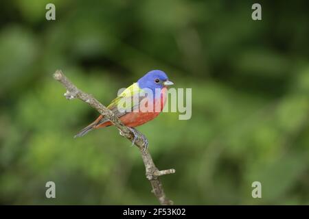 Bunting peint sur la migration masculine - Passerina ciris côte du golfe du Texas, USA BI027071 Banque D'Images