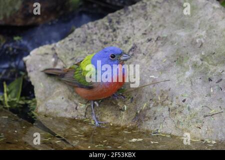 Bunting peint - mâle à boire extérieure sur la migration Passerina ciris côte du golfe du Texas, USA BI027081 Banque D'Images